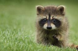 -冰原狼咆哮珠江畔，当明尼苏达的雪遇见深圳湾的风