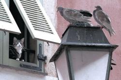 LOL决赛-浓眉化身禁区守护神！浙江力克吉林，萨林杰惊艳四座上演攻防统治秀