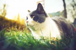 -冰与火的对决！猛龙关键战撕裂吉林防线，戈贝尔化身擎天重锤定乾坤