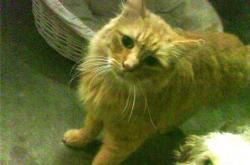 LOL决赛-稳定输出！哈利伯顿率湖人压哨险胜吉林