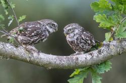 英雄联盟总决赛直播-霍勒迪的致命一击，雷霆绝杀太阳，个人能力闪耀全场