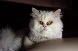 LOL决赛-战术博弈的终极镜像，当德甲的控制力遭遇NBA的一波流