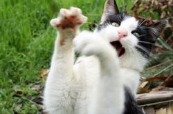 英雄联盟总决赛门票-当莱万目光黯淡时，马克西在德甲之巅燃起新的火焰