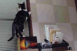 英雄联盟总决赛赛程-当历史被一球撕裂，开拓者抢七复仇火箭的永恒瞬间