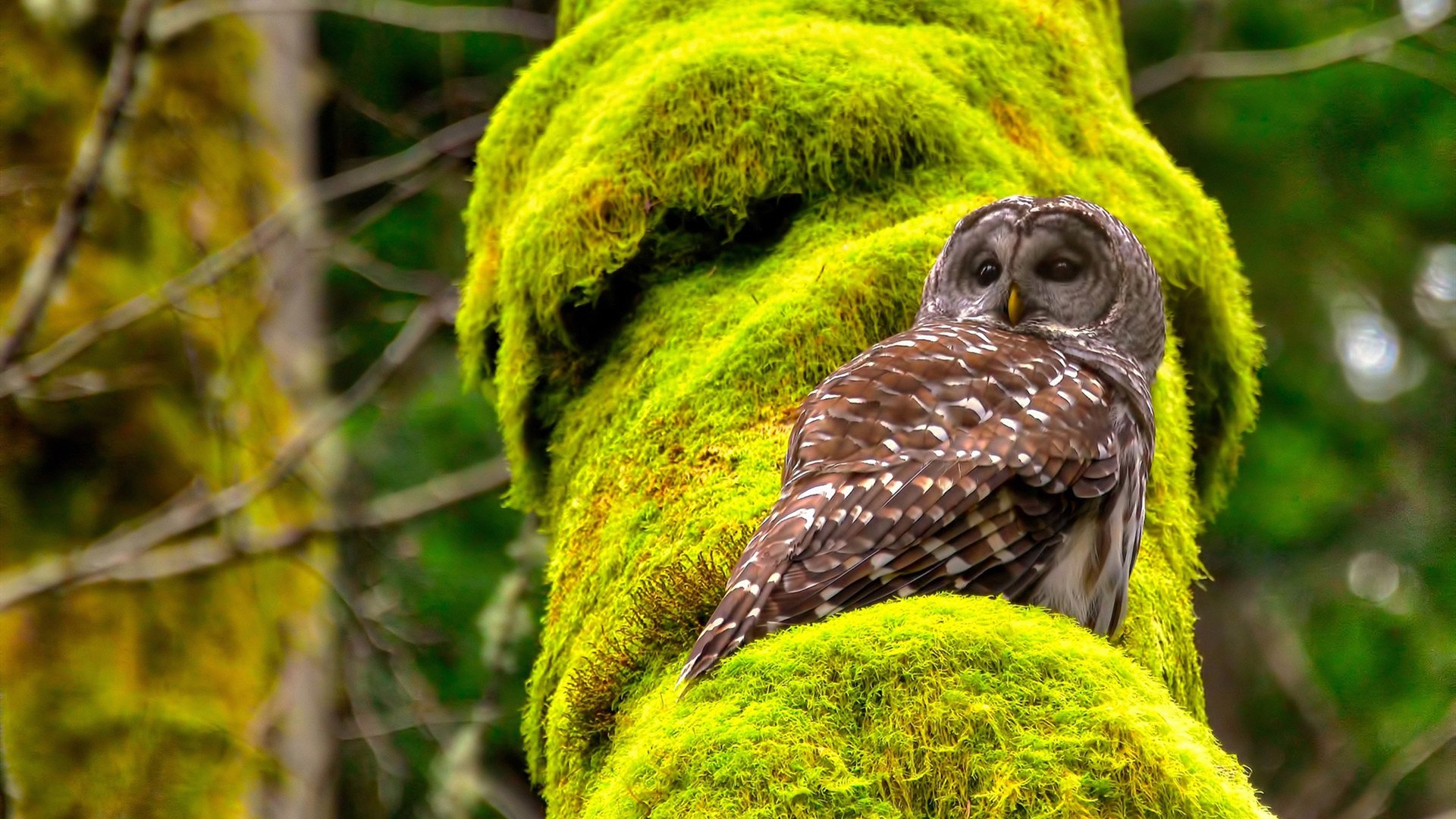 史诗级抢七！挪威维京战吼震碎英格兰，创历史首晋级