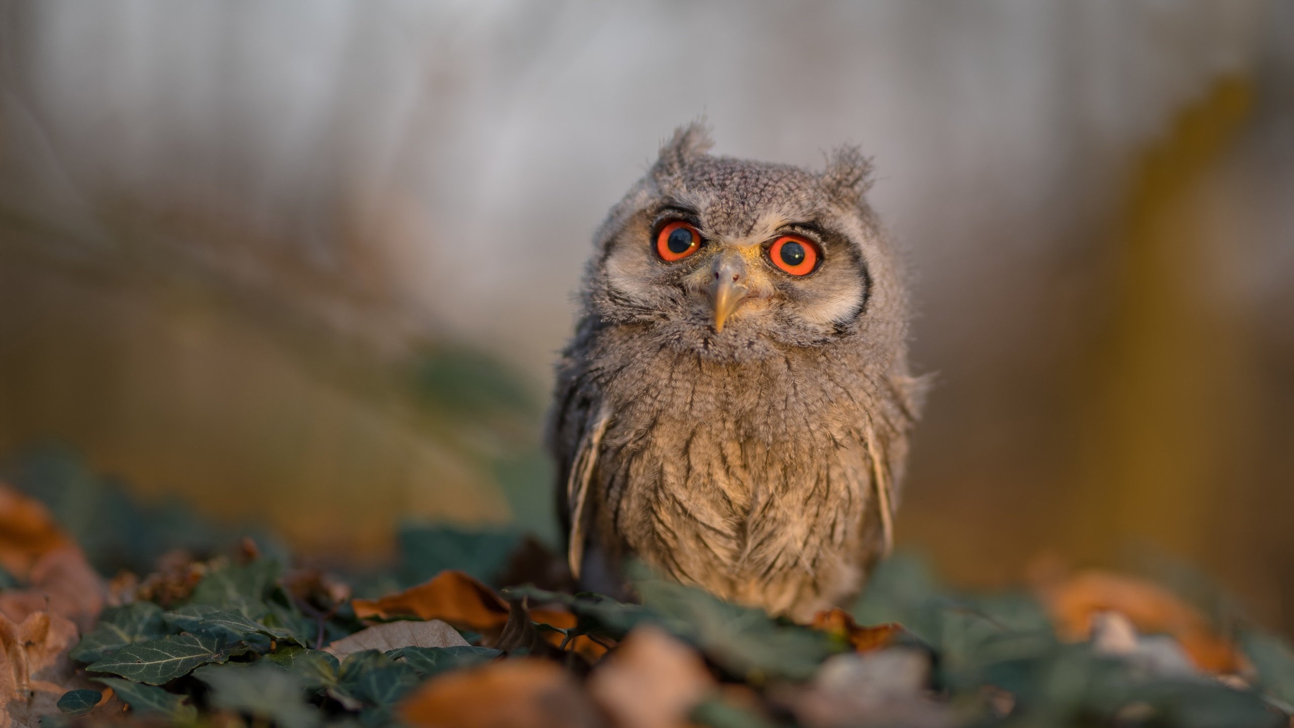 孤星刺破亚特兰大夜空，英格拉姆的非典型爆发与独行侠的悬念终结艺术