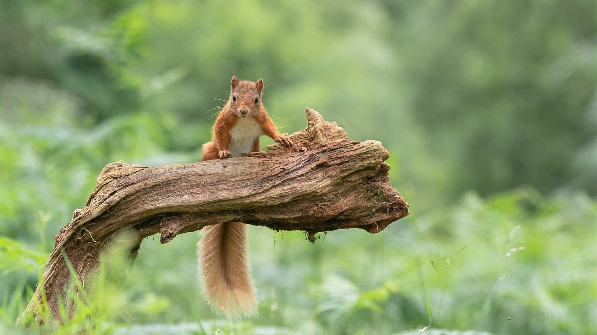 当浓眉照亮北美之巅,世界杯之夜的美利坚图腾