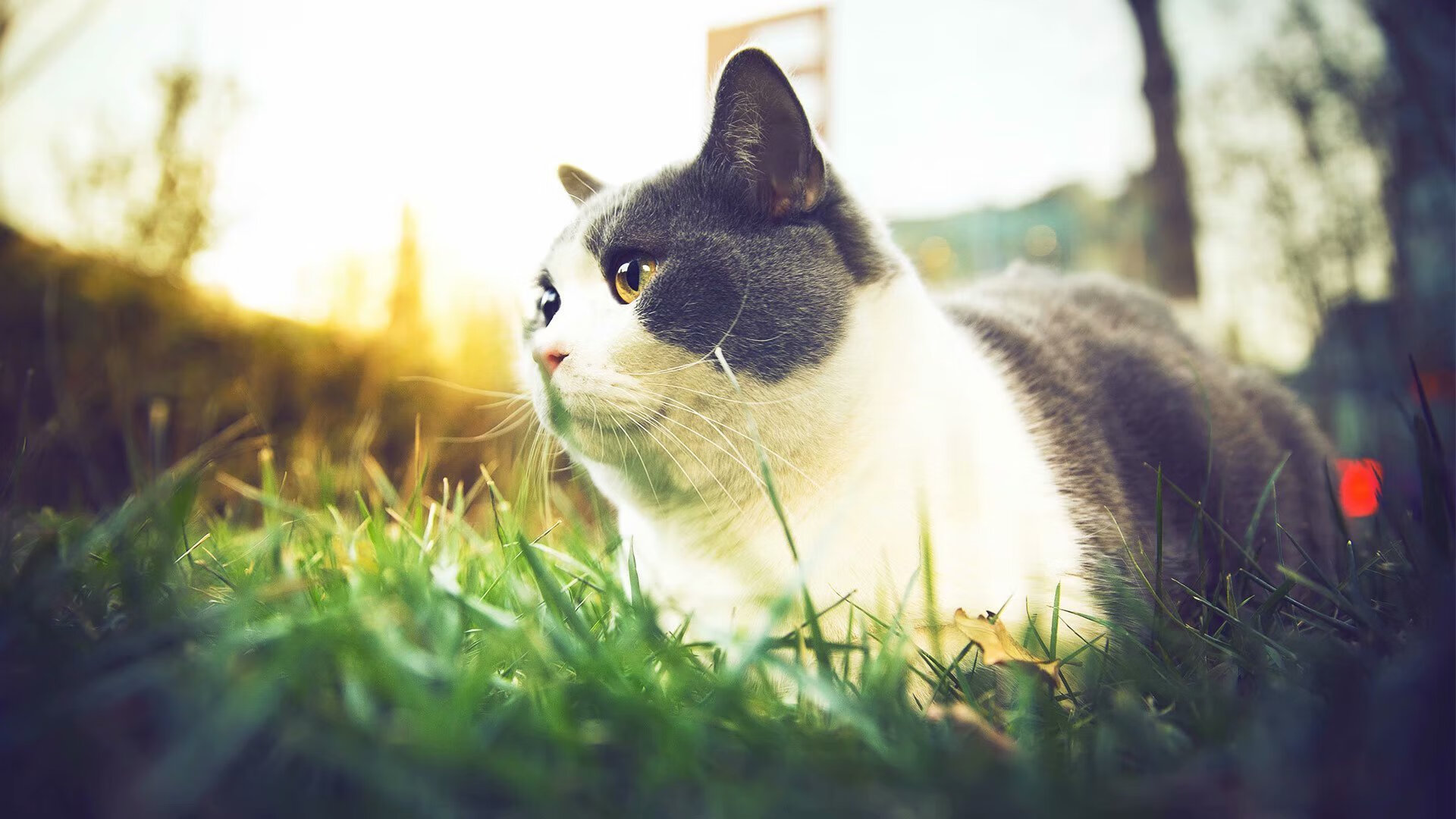 冰与火的对决!猛龙关键战撕裂吉林防线,戈贝尔化身擎天重锤定乾坤