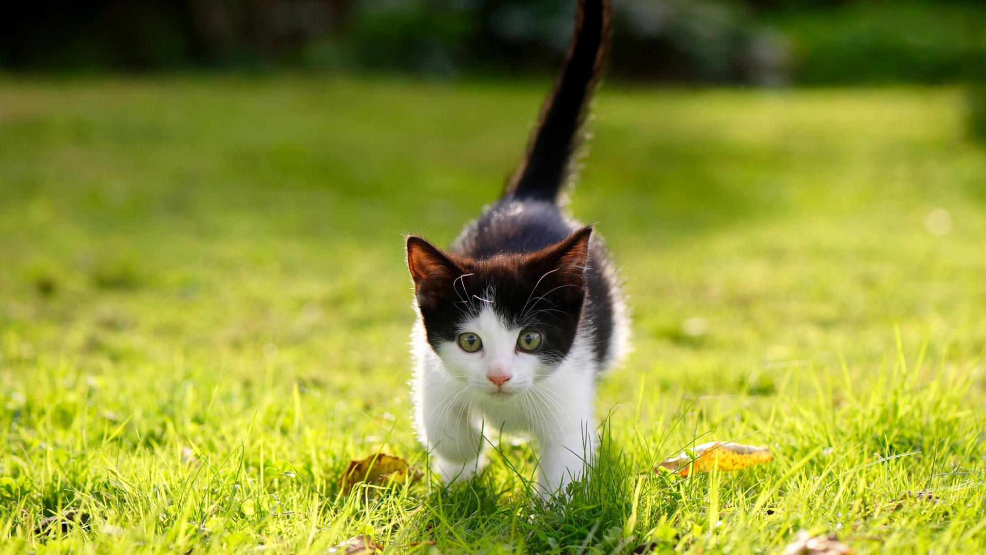 大帝降临，恩比德终场3.7秒的统治性审判