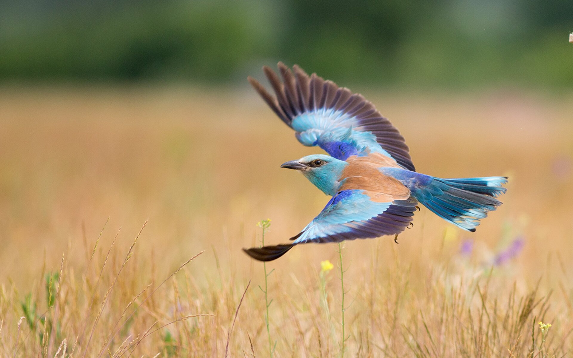 诺坎普之夜,天命流转,基米希一剑封喉,巴萨完胜曼城