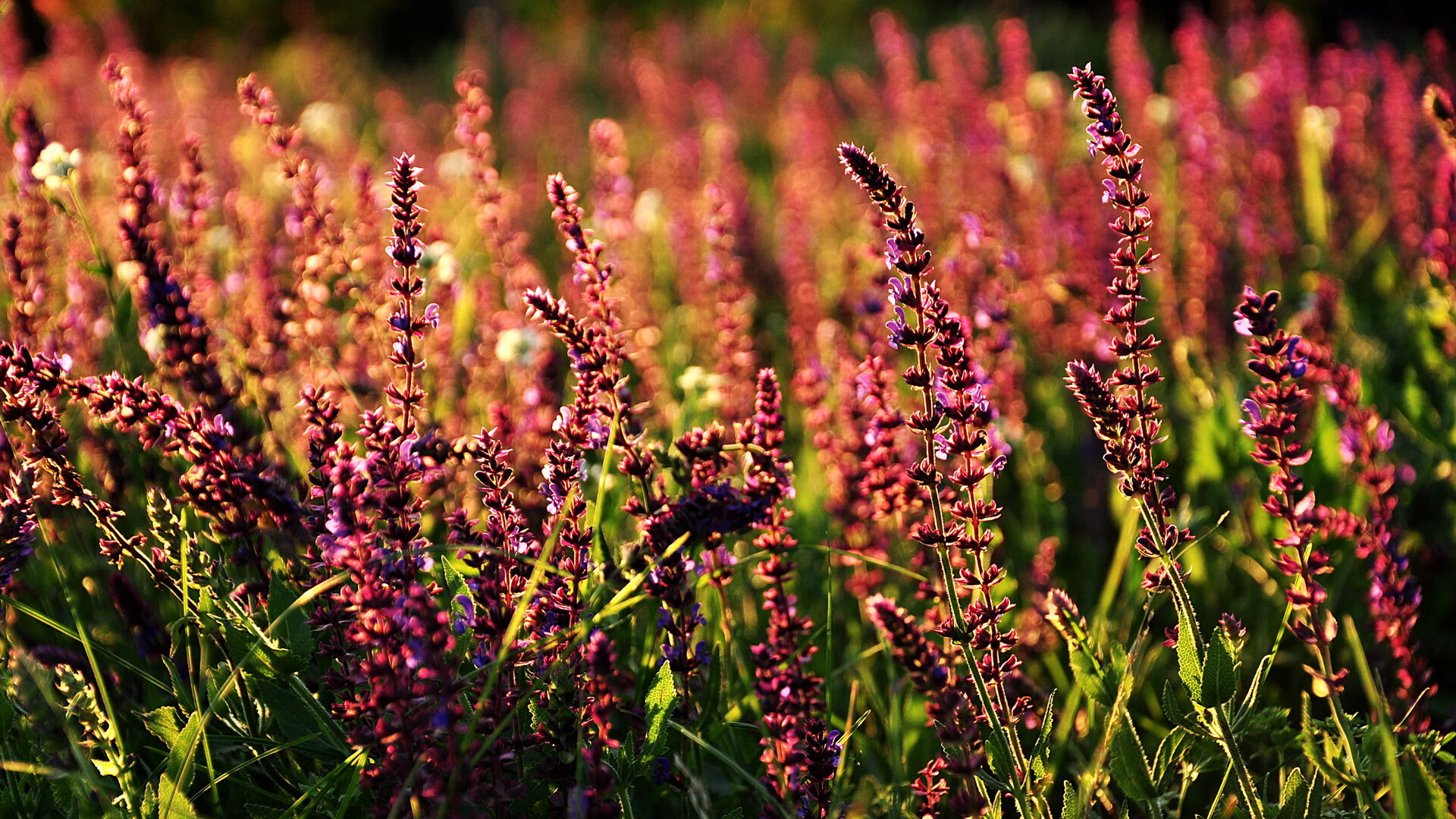裁判,他走步了!班凯罗在德甲争冠夜用连续得分拉开差距