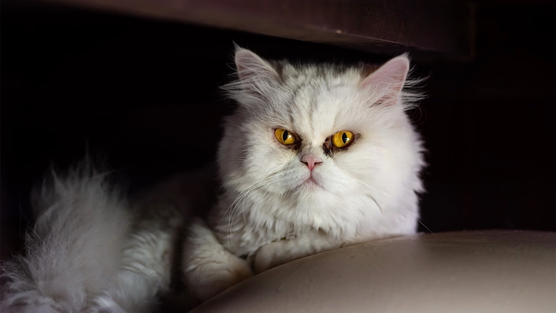 战术博弈的终极镜像,当德甲的控制力遭遇NBA的一波流