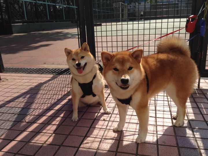 足球场上的东决时刻，当葡萄牙用篮球思维碾压波兰