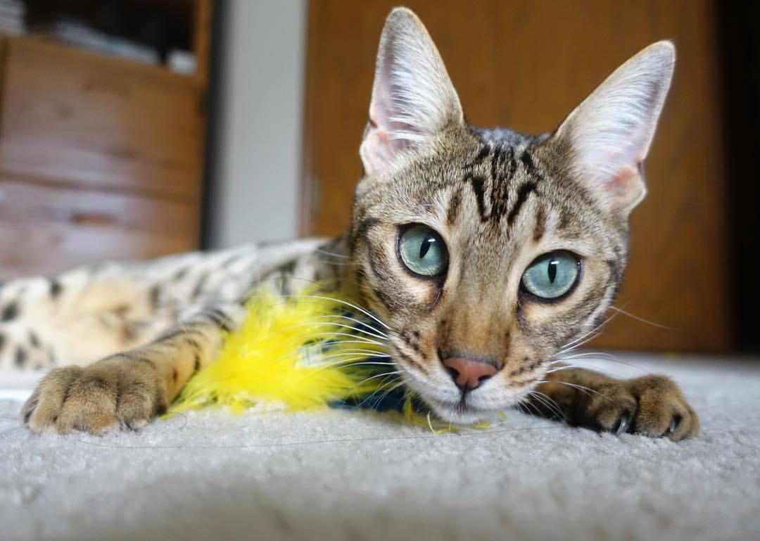 德国战车无情碾压威尔士，新星巴尔韦德生涯之夜闪耀全场