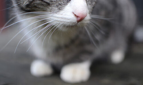 逆转非洲德比!突尼斯单节29-12打懵喀麦隆,李刚仁成关键先生独砍13分