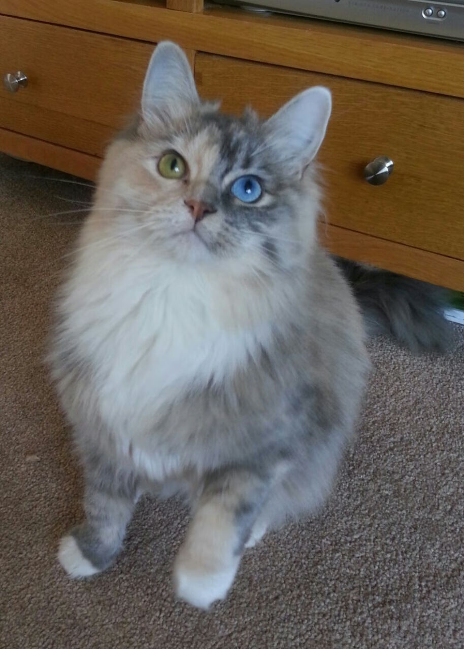 钢铁长城与信念之战，范戴克爆发之夜，红军在多特蒙德的炼狱之巅胜出