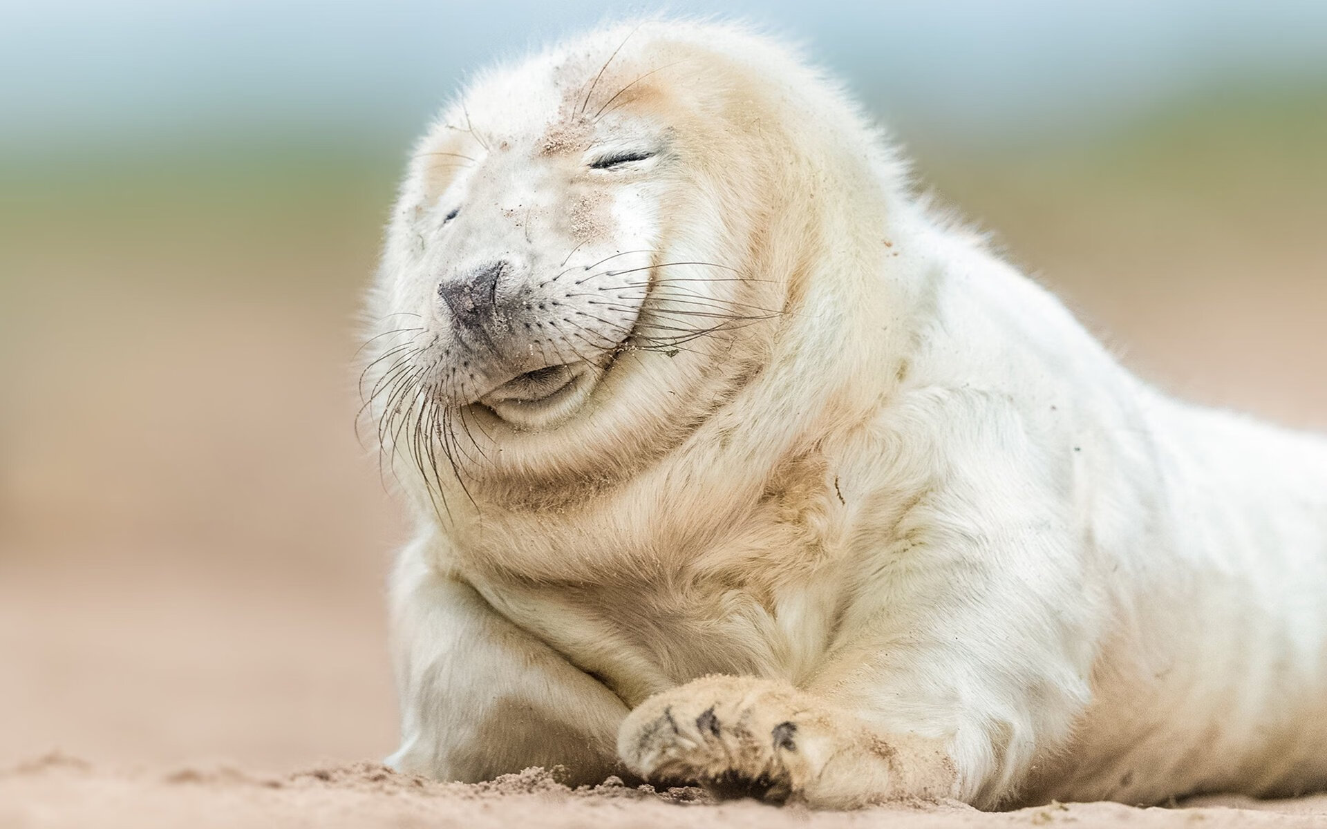 心脏与齿轮,当德布劳内为里昂雄狮注入比利时灵魂