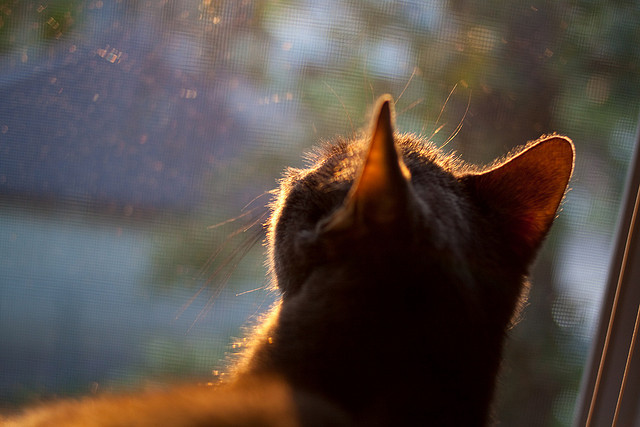 破茧成蝶,凯塞多终场绝杀,勒沃库森掀翻银河战舰