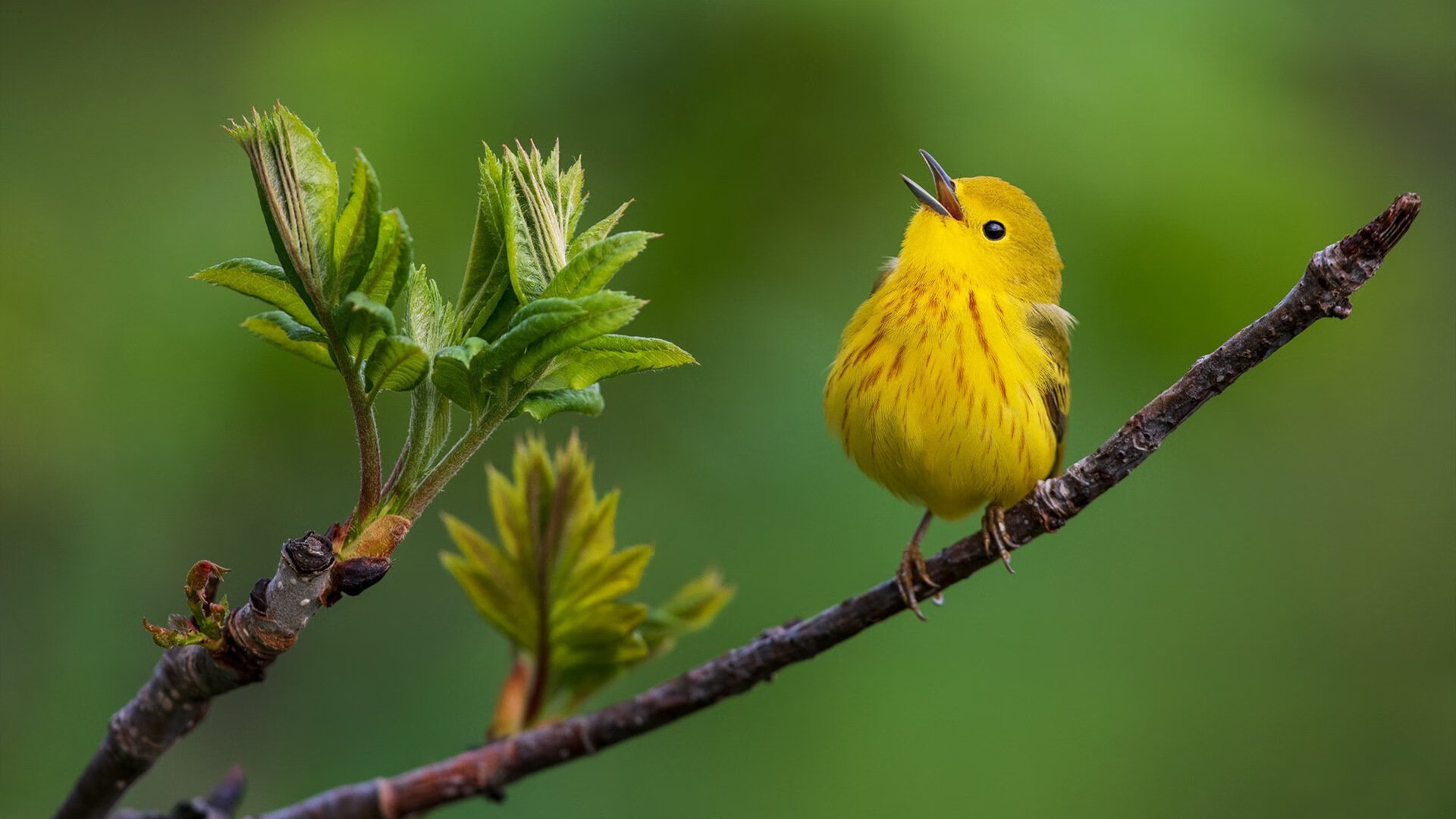 沙漠雄狮跨越天堑，阿尔及利亚绝境逆袭，玻利维亚高原神话告终